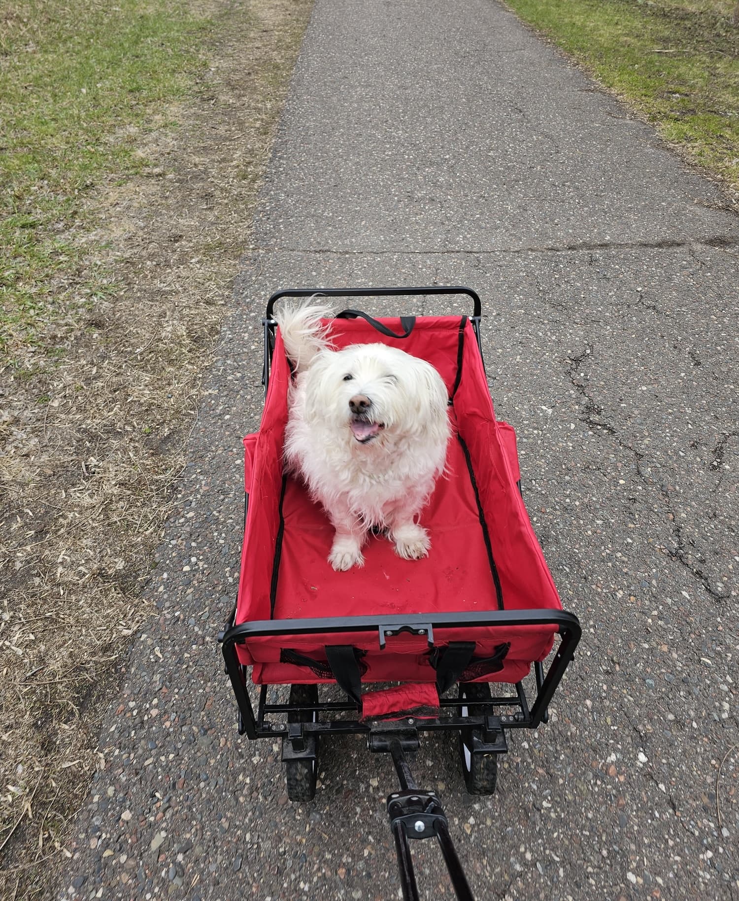 Roxy going for a ride in her red wagon