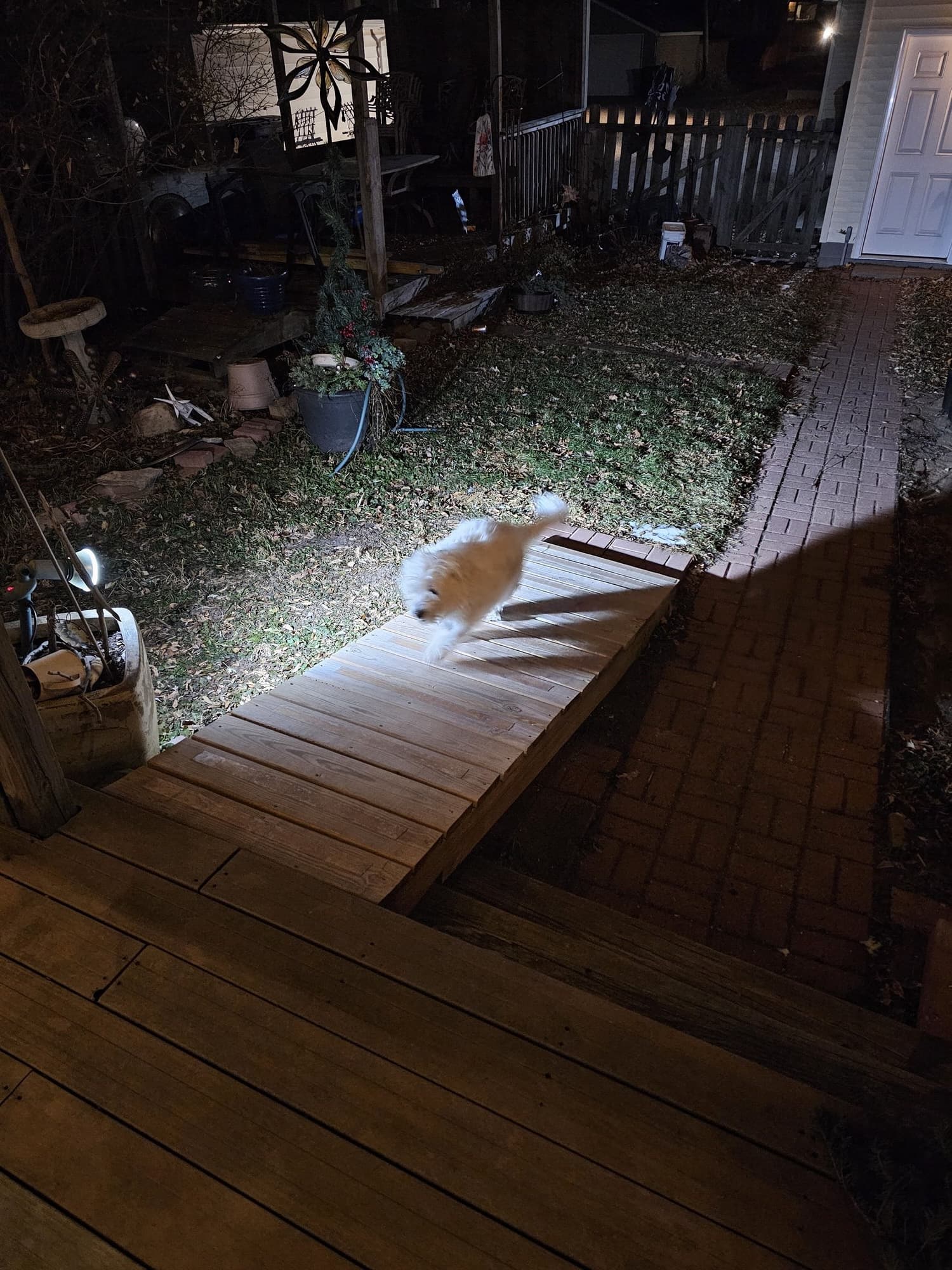 Roxy walking up her ramp from yard level to deck level at night