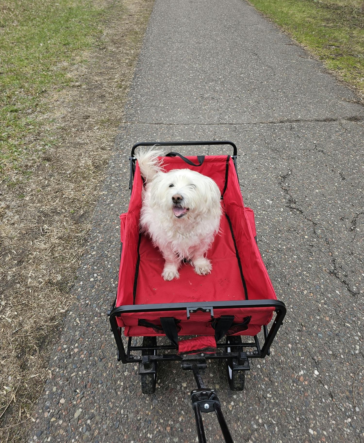 Roxy going for a ride in her red wagon