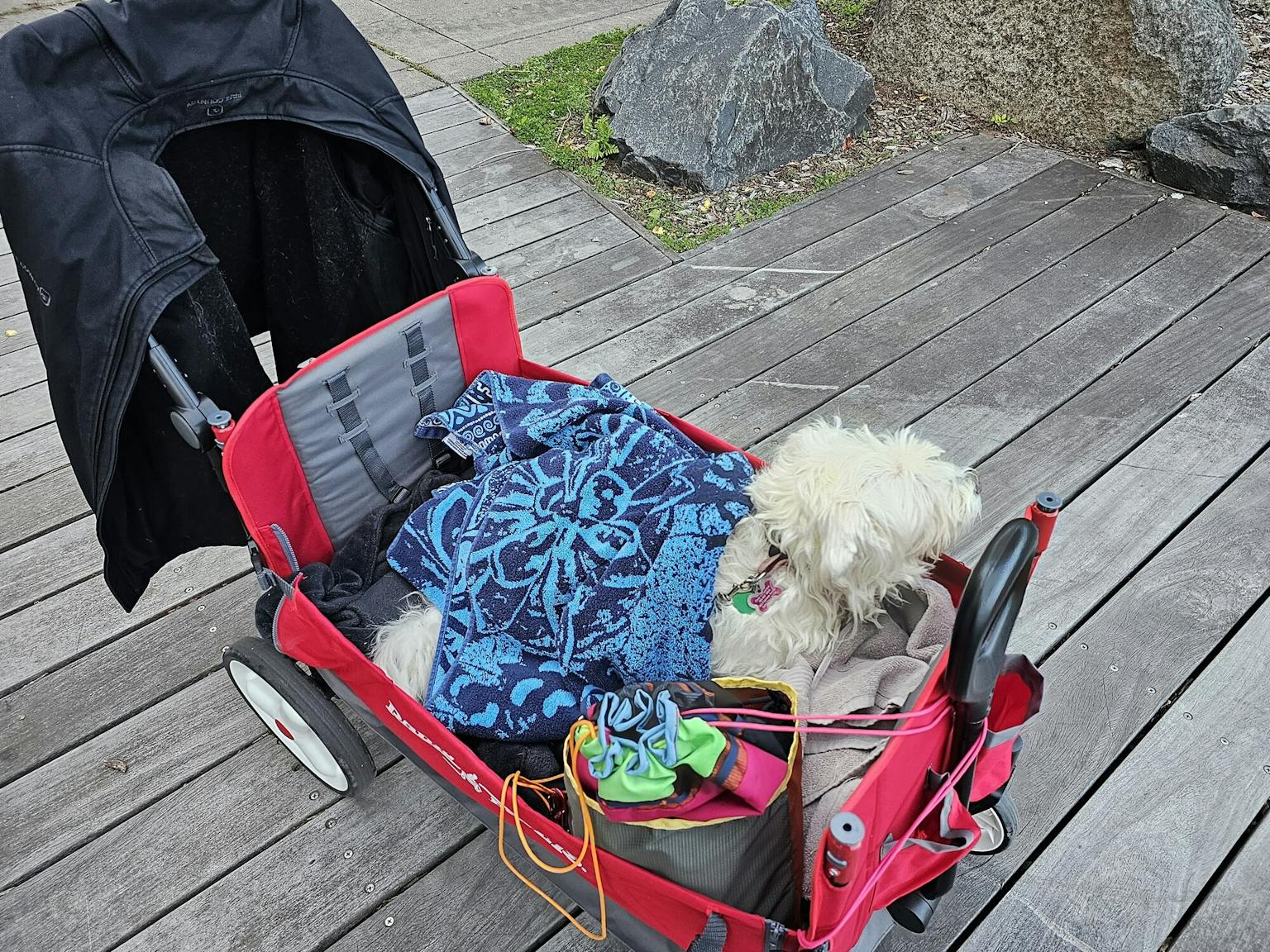 Roxy in the red wagon bundled up against the cold winds of Duluth's canal park in October